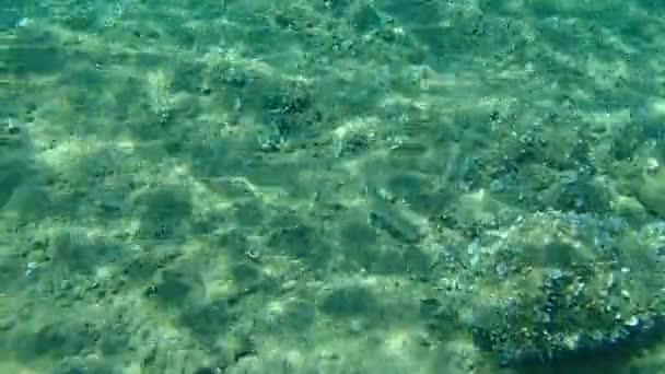 Dorada Orata Dorada Sparus Aurata Mar Egeo Grecia Halkidiki — Vídeo de stock