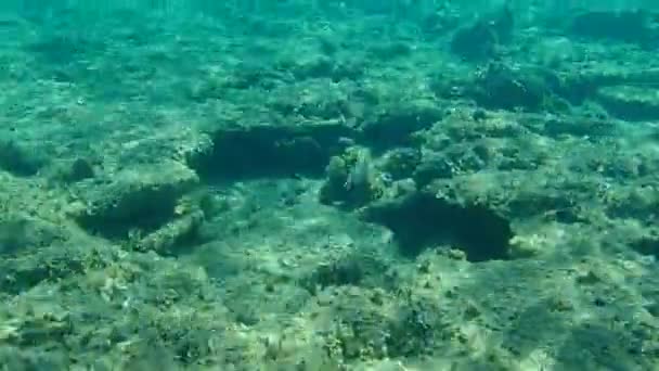 Guldbraxen Orata Dorada Sparus Aurata Egeiska Havet Grekland Halkidiki — Stockvideo