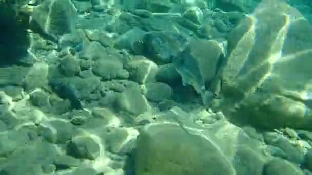 Guldbraxen Orata Dorada Sparus Aurata Egeiska Havet Grekland Halkidiki — Stockvideo
