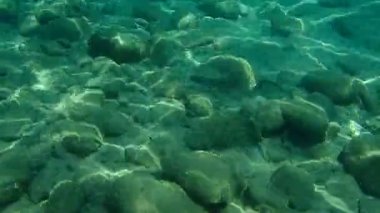 Altın başlıklı çipura, Orata, Dorada (Sparus aurata), Ege Denizi, Yunanistan, Halkidiki