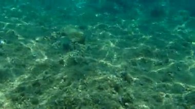 Altın başlıklı çipura, Orata, Dorada (Sparus aurata), Ege Denizi, Yunanistan, Halkidiki