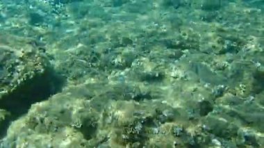 Altın başlıklı çipura, Orata, Dorada (Sparus aurata), Ege Denizi, Yunanistan, Halkidiki