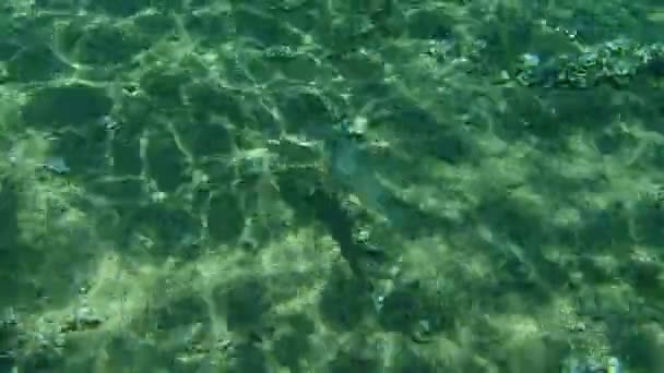 オラタ ドラダ スパルス オラタ エーゲ海 ギリシャ ハルキディキ — ストック動画