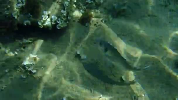 Guldbraxen Orata Dorada Sparus Aurata Egeiska Havet Grekland Halkidiki — Stockvideo