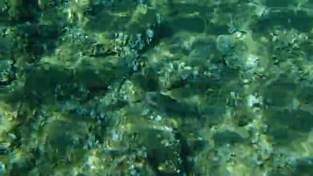Leszcz Złocisty Orata Dorada Sparus Aurata Morze Egejskie Grecja Halkidiki — Wideo stockowe