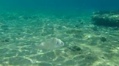 Altın başlıklı çipura, Orata, Dorada (Sparus aurata), Ege Denizi, Yunanistan, Halkidiki