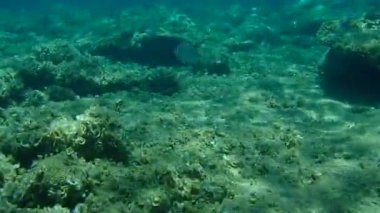 Altın başlıklı çipura, Orata, Dorada (Sparus aurata), Ege Denizi, Yunanistan, Halkidiki