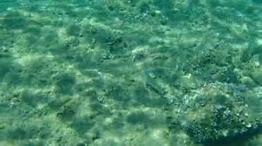 Altın başlıklı çipura, Orata, Dorada (Sparus aurata), Ege Denizi, Yunanistan, Halkidiki