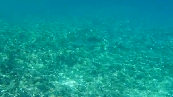 Altın Başlıklı Çipura Orata Dorada Sparus Aurata Ege Denizi Yunanistan — Stok video