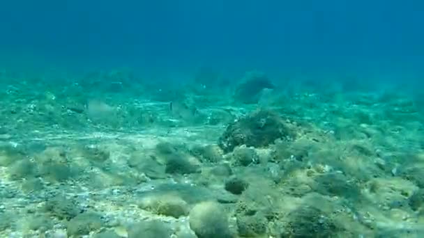 Брім Позолоченими Головами Ората Дорада Sparus Aurata Егейське Море Греція — стокове відео