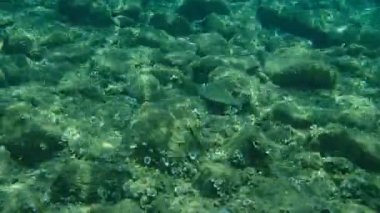Altın başlıklı çipura, Orata, Dorada (Sparus aurata), Ege Denizi, Yunanistan, Halkidiki
