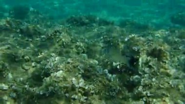 Altın başlıklı çipura, Orata, Dorada (Sparus aurata), Ege Denizi, Yunanistan, Halkidiki