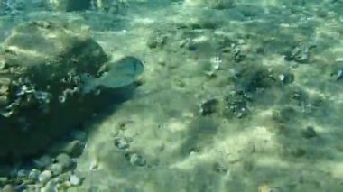 Altın başlıklı çipura, Orata, Dorada (Sparus aurata), Ege Denizi, Yunanistan, Halkidiki