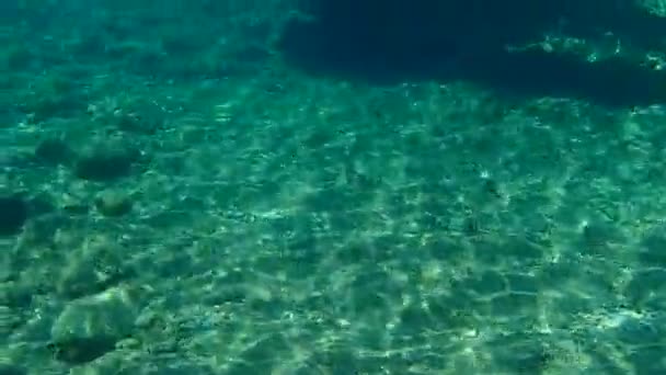 Dorada Orata Dorada Sparus Aurata Mar Egeo Grecia Halkidiki — Vídeo de stock