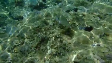 Altın başlıklı çipura, Orata, Dorada (Sparus aurata), Ege Denizi, Yunanistan, Halkidiki