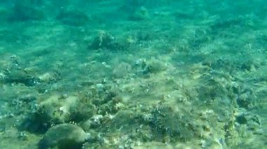 Altın başlıklı çipura, Orata, Dorada (Sparus aurata), Ege Denizi, Yunanistan, Halkidiki