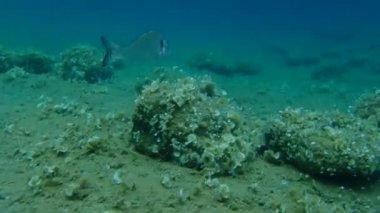 Altın başlıklı çipura, Orata, Dorada (Sparus aurata), Ege Denizi, Yunanistan, Halkidiki