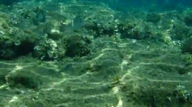 Altın başlıklı çipura, Orata, Dorada (Sparus aurata), Ege Denizi, Yunanistan, Halkidiki