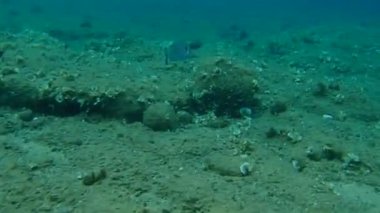 Altın başlıklı çipura, Orata, Dorada (Sparus aurata), Ege Denizi, Yunanistan, Halkidiki