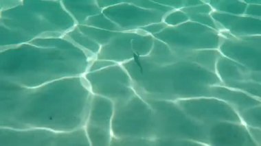 Altın başlıklı çipura, Orata, Dorada (Sparus aurata), Ege Denizi, Yunanistan, Halkidiki