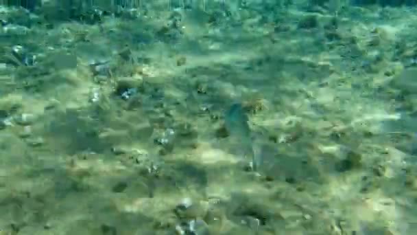 Goudbrasem Orata Dorada Sparus Aurata Egeïsche Zee Griekenland Halkidiki — Stockvideo