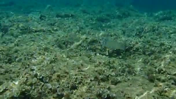 Лещ Ората Дорада Sparus Aurata Эгейское Море Греция Халкидики — стоковое видео