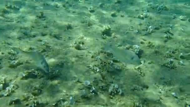 Gilt Head Bream Orata Dorada Sparus Aurata Aegean Sea Greece — Stock Video