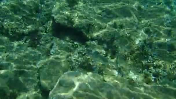 Guldbraxen Orata Dorada Sparus Aurata Egeiska Havet Grekland Halkidiki — Stockvideo