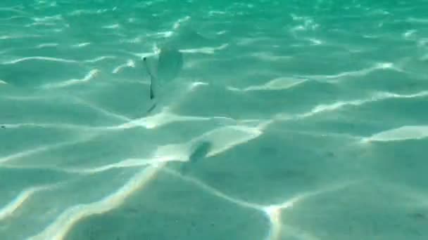 Dourada Cabeça Bream Orata Dorada Sparus Aurata Mar Egeu Grécia — Vídeo de Stock