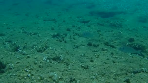 Gilt Head Bream Orata Dorada Sparus Aurata Aegean Sea Greece — Stock Video