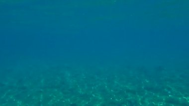 Çelenk, garpike veya deniz iğnesi (Belone belone), Ege Denizi, Yunanistan, Halkidiki
