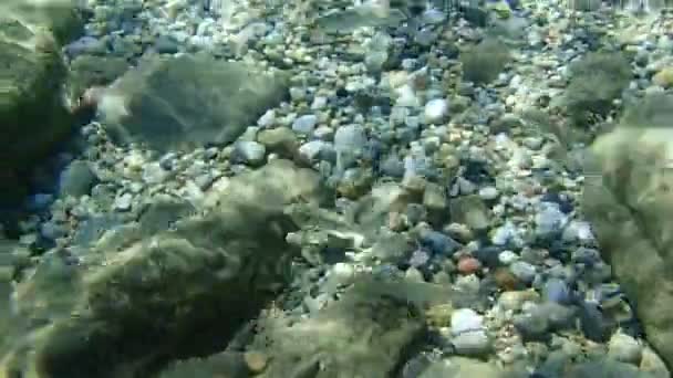 Flathead Graubarbe Flathead Meeräsche Streifenbarbe Schwarze Meeräsche Bully Meeräsche Gemeine — Stockvideo