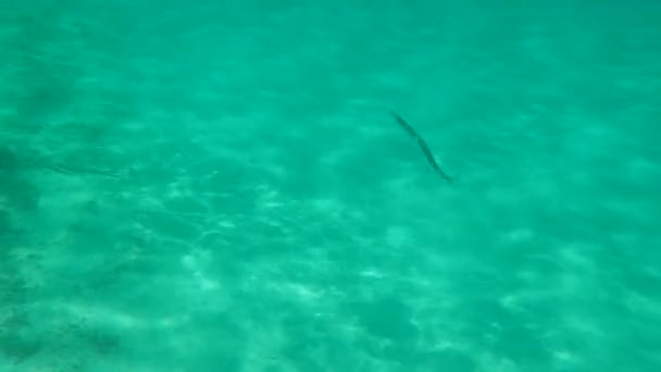 Garfish Garpike Oder Seenadel Belone Belone Ägäis Griechenland Chalkidiki — Stockvideo