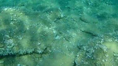 Doğu Atlantik tavus kuşu burnu (Symphodus tinca)