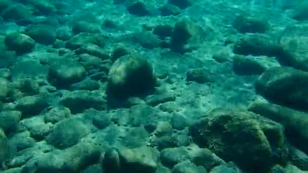 Steenbras Areia Seabream Listrado Mormyrus Lithognathus Mar Aegean Greece Halkidiki — Vídeo de Stock