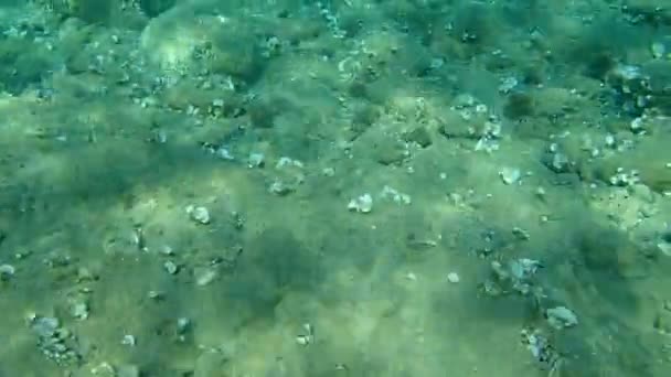 Sand Steenbras Striped Seabream Lithognathus Mormyrus Aegean Sea Greece Halkidiki — Stock Video