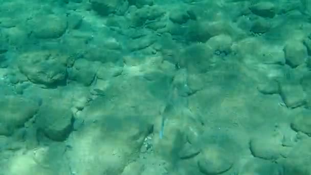 Spigola Europea Spigola Branzino Dicentrarchus Labrax Mar Egeo Grecia Calcidica — Video Stock