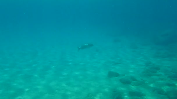 European Bass Sea Bass Branzino Dicentrarchus Labrax Aegean Sea Greece — Stock Video