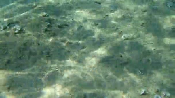 Dreamfish Salema Salema Porgy Cow Bream Goldline Sarpa Salpa Mar — Vídeo de Stock