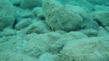 Rüya Balığı, Salema, Salema Porgy, İnek Balığı, Altın Çizgisi (Sarpa Salpa), Ege Denizi, Yunanistan, Halkidiki