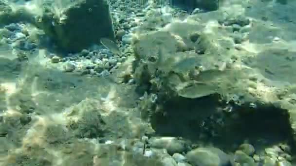 Dreamfish Salema Salema Porgy Cow Bream Goldline Sarpa Salpa Mar — Vídeo de Stock