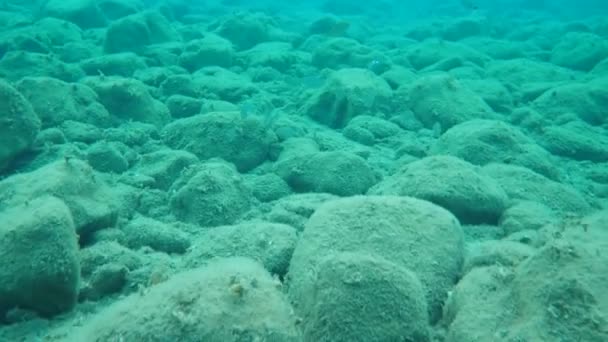 Peixe Dos Sonhos Salema Salema Porgy Vaca Bream Goldline Sarpa — Vídeo de Stock