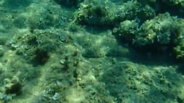 Sargo veya beyaz deniz kabuğu (Diplodus sargus), Ege Denizi, Yunanistan, Halkidiki