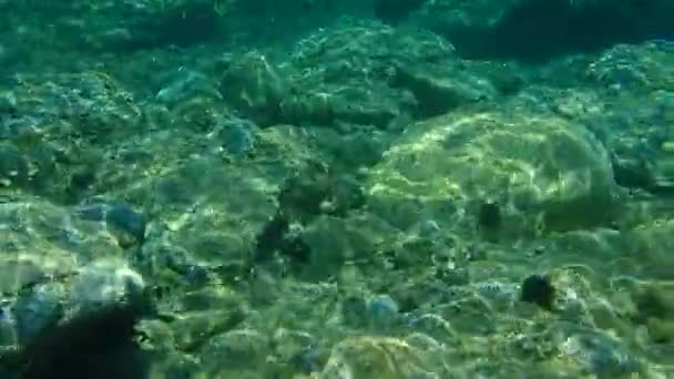 Sargo Neboli Bílý Mořský Dno Diplodus Sargus Egejské Moře Řecko — Stock video