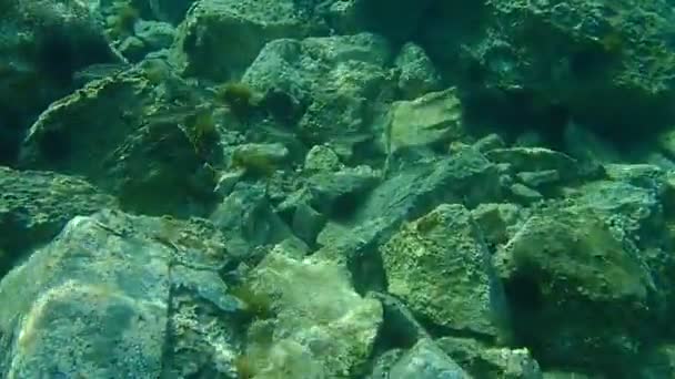 Die Flathead Graubarbe Flathead Meeräsche Streifenbarbe Schwarze Meeräsche Bully Meeräsche — Stockvideo