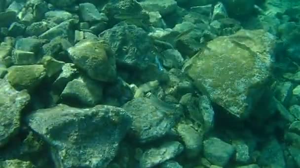 Die Flathead Graubarbe Flathead Meeräsche Streifenbarbe Schwarze Meeräsche Bully Meeräsche — Stockvideo