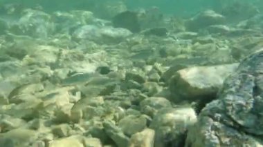 Düz başlı gri kefal balığı, düz başlı kefal, çizgili kefal, siyah kefal, tekir balığı, gri kefal, deniz kefal, kefal (Mugil cephalus), Ege Denizi, Yunanistan, Cape Sounio