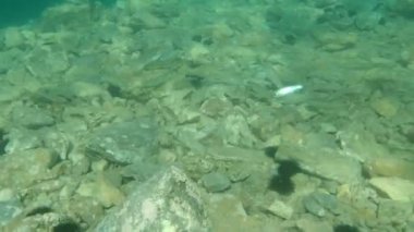 Düz başlı gri kefal balığı, düz başlı kefal, çizgili kefal, siyah kefal, tekir balığı, gri kefal, deniz kefal, kefal (Mugil cephalus), Ege Denizi, Yunanistan, Cape Sounio