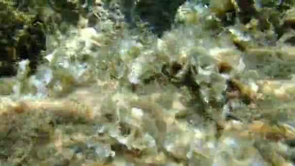 Mistura Enferrujada Mistura Mar Negro Parablennius Sanguinolentus Mar Egeu Grécia — Vídeo de Stock
