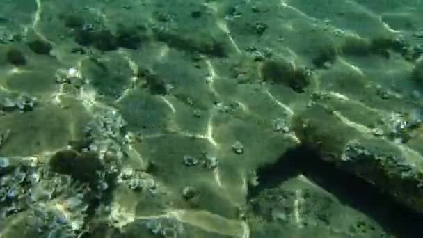 Гигантский Козел Gobius Cobitis Эгейское Море Греция Халкидики — стоковое видео